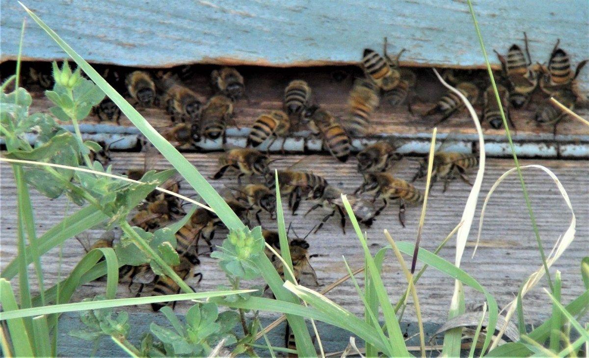 Kuraklık arıcılığı yok olma ile karşı karşıya getirdi