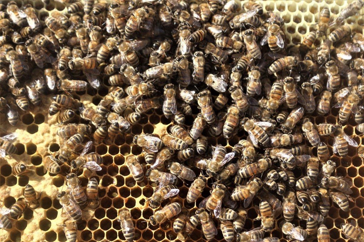 Kuraklık arıcılığı yok olma ile karşı karşıya getirdi