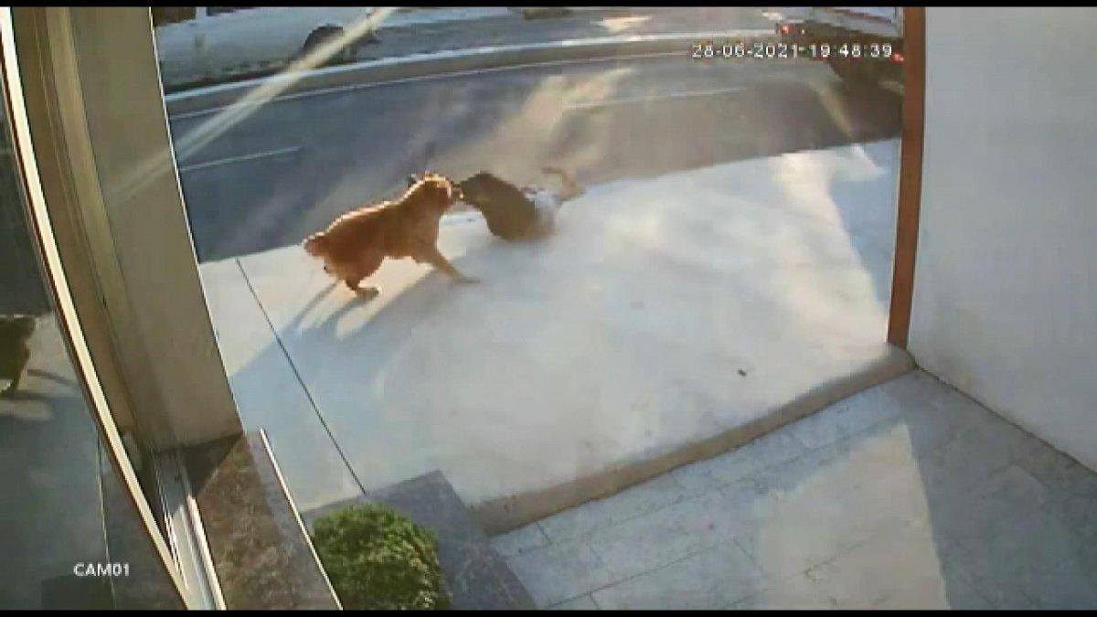 Büyükçekmece'de köpekten korkan gence kamyon çarptı