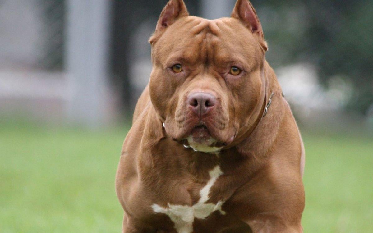 Türkiye'de beslenmesi yasak olan köpek ırkları