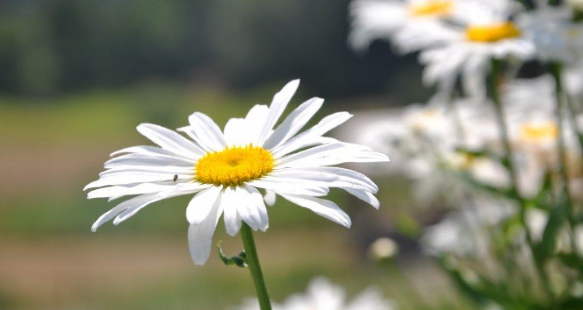 Uyku kalitesini artırmak için 4 bitkisel yağ