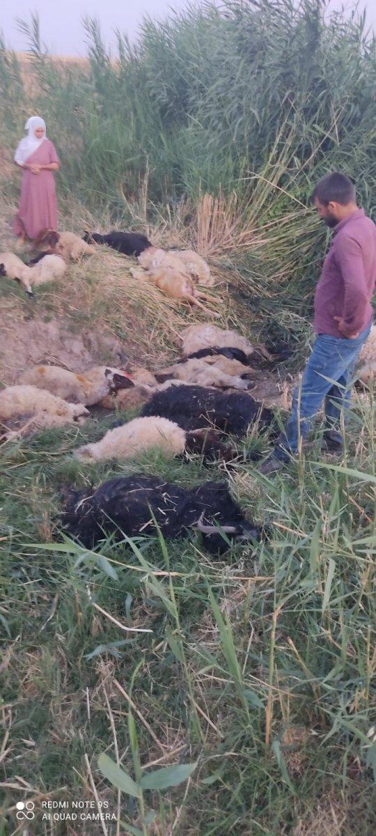 Diyarbakır’da dereye atlayan koyunu 500 koyun takip etti: 36 koyun telef oldu