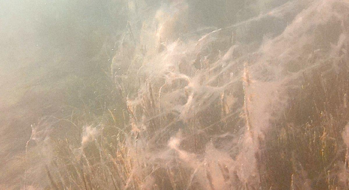 Çanakkale'de müsilajın neden olduğu tahribat görüntüledi