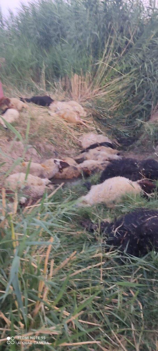 Diyarbakır’da dereye atlayan koyunu 500 koyun takip etti: 36 koyun telef oldu