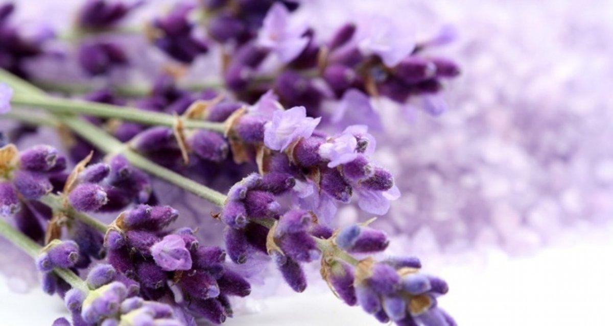 Uyku kalitesini artırmak için 4 bitkisel yağ