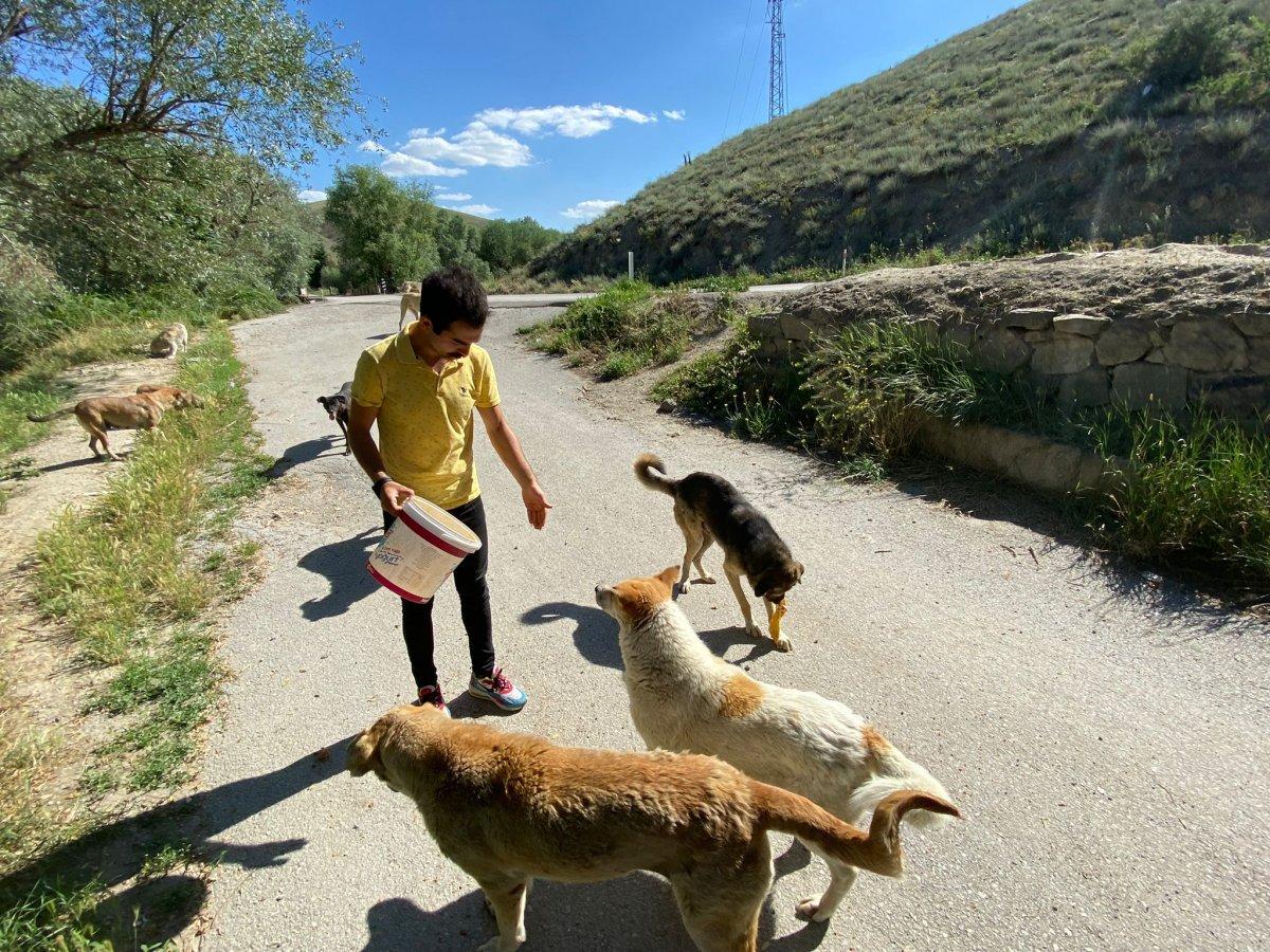 Ankara'da sokak hayvanları için restoranlarda ücretsiz çalışıyor