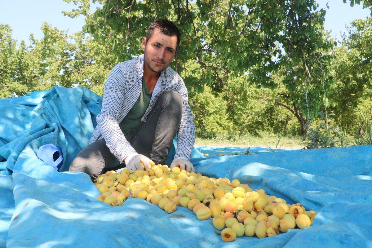 Malatya'da kayısı rekoltesi