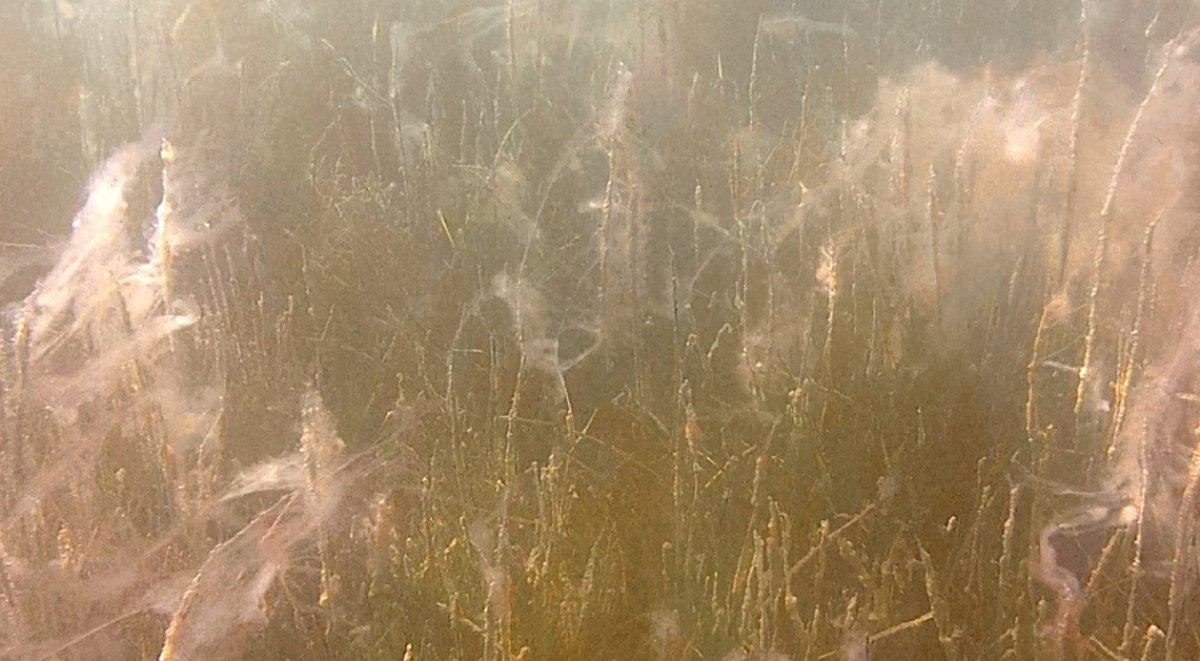 Çanakkale'de müsilajın neden olduğu tahribat görüntüledi