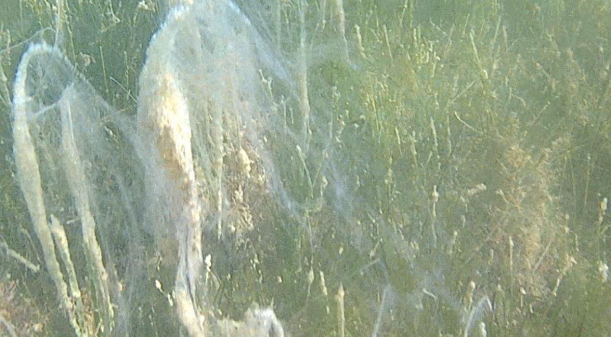 Çanakkale'de müsilajın neden olduğu tahribat görüntüledi