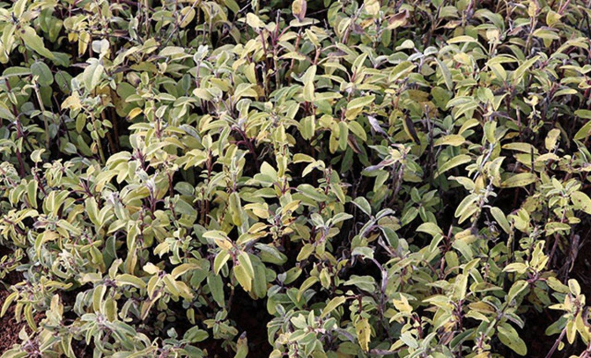 Ağız yaralarına karşı 10 doğal çözüm