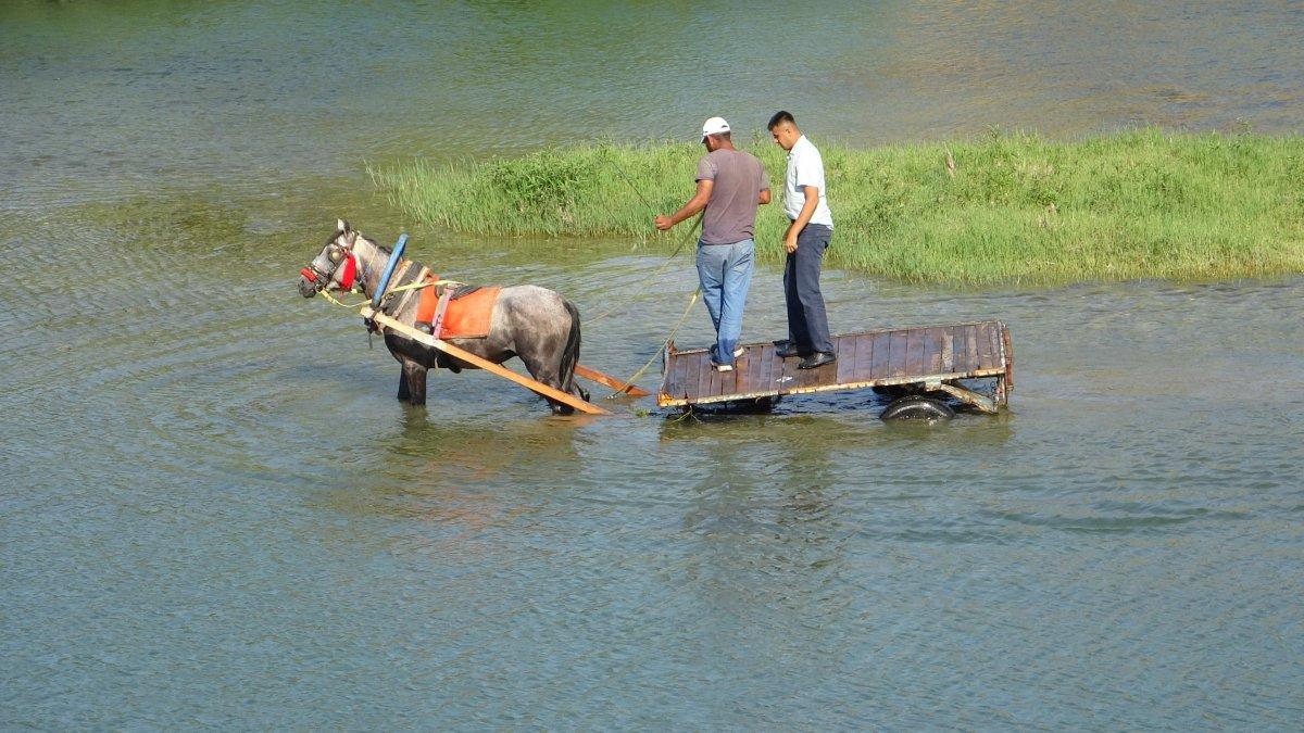 Adana’da sıcaktan bunalan at, nehir sularında serinledi