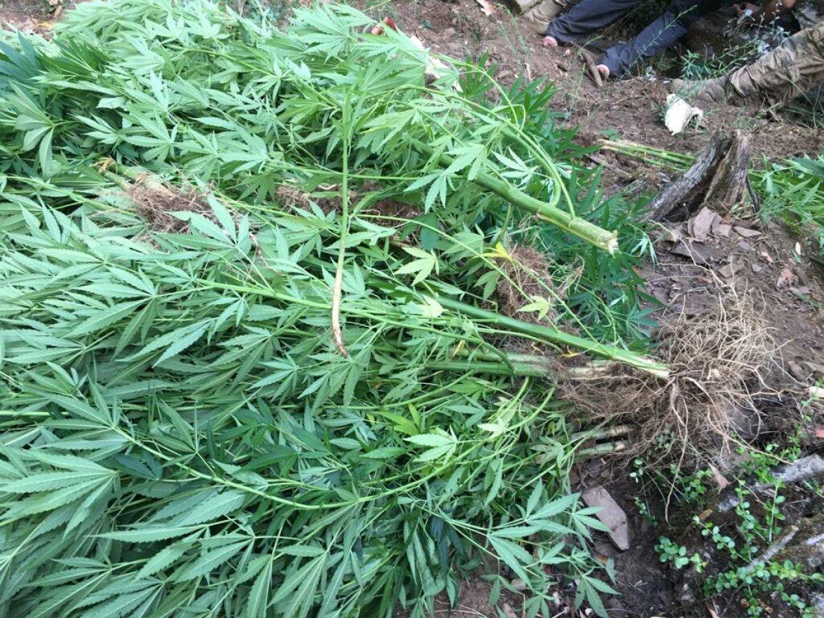 Manisa'da 10 bin kök Hint keneviri ile 10 kilo kubar esrar ele geçirildi