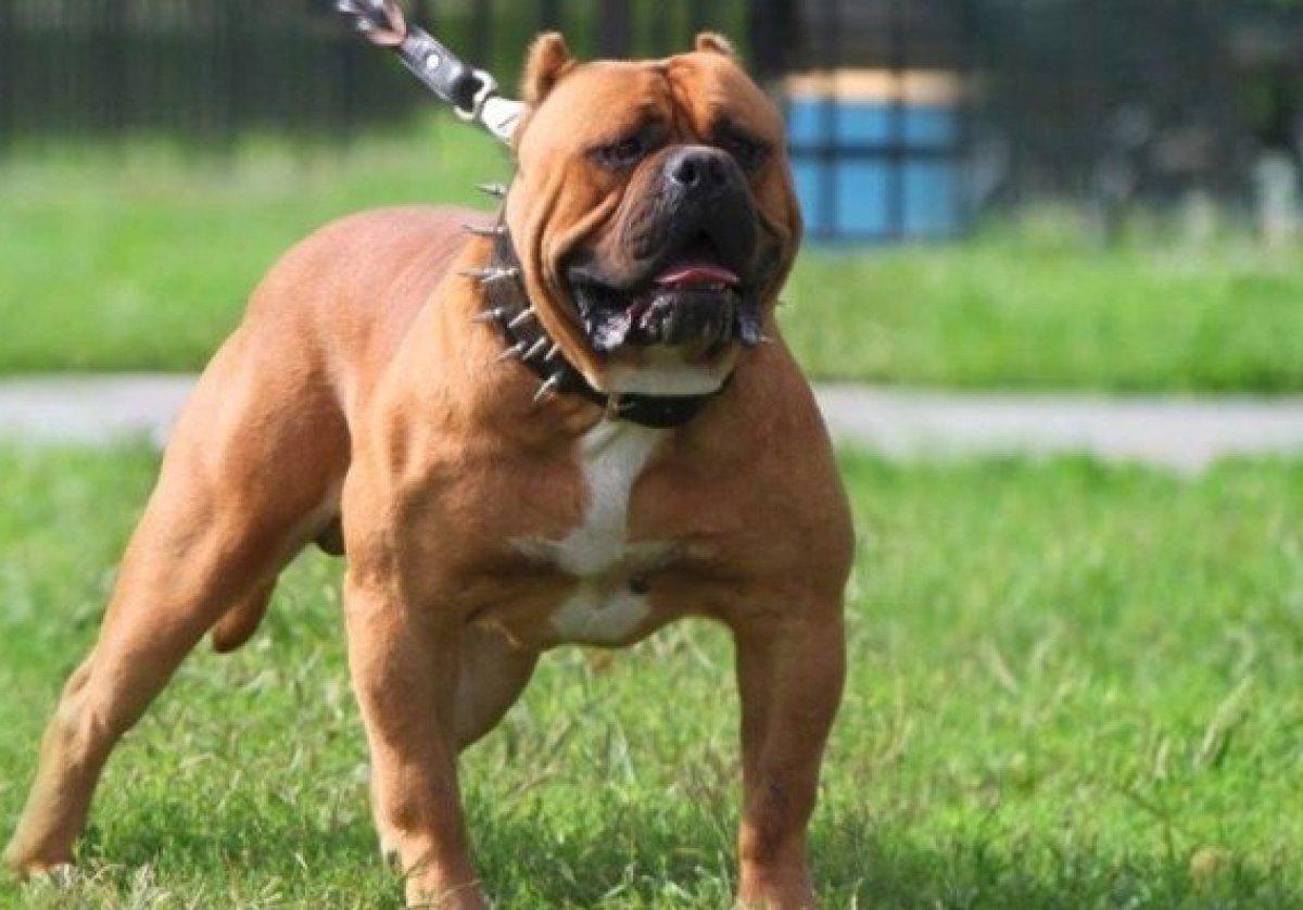 Türkiye'de beslenmesi yasak olan köpek ırkları