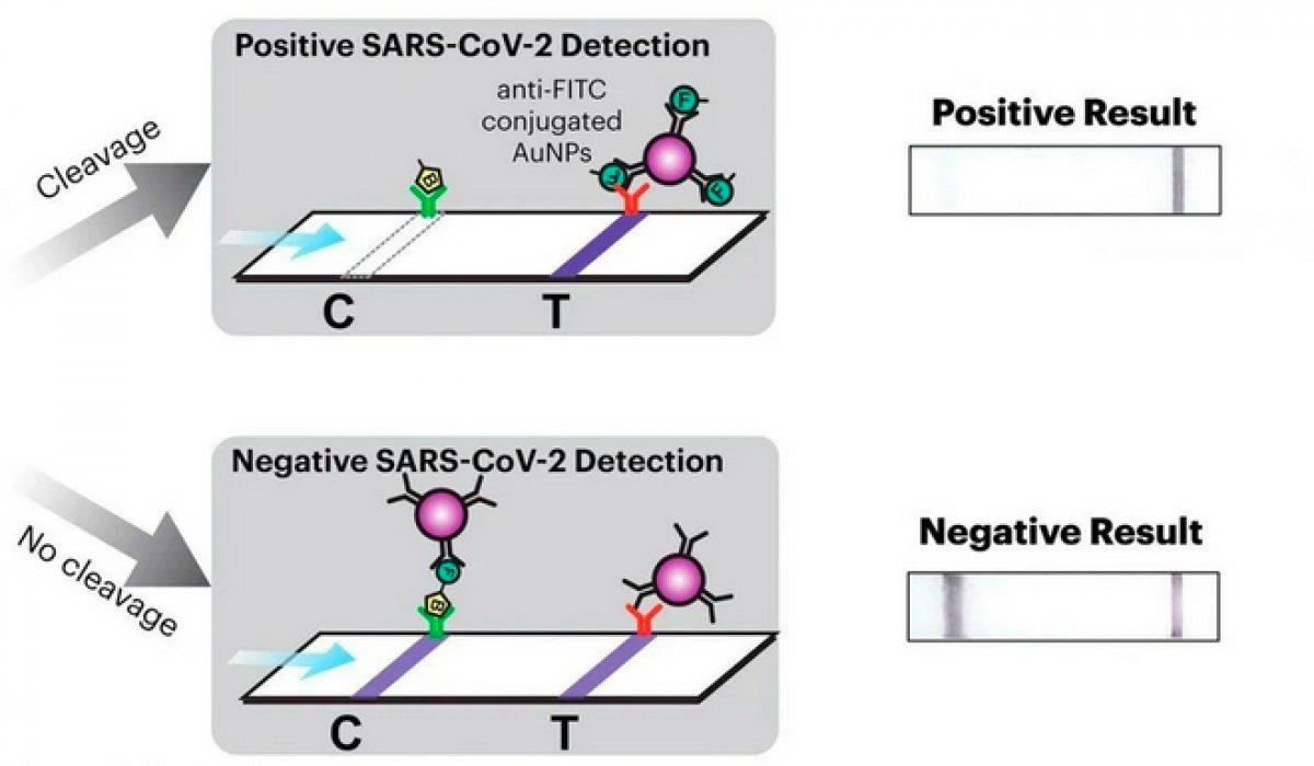 ABD'de koronavirüsü tespit edebilen maske geliştirildi