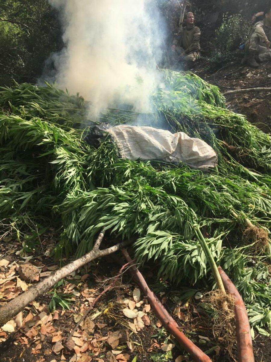 Manisa'da 10 bin kök Hint keneviri ile 10 kilo kubar esrar ele geçirildi