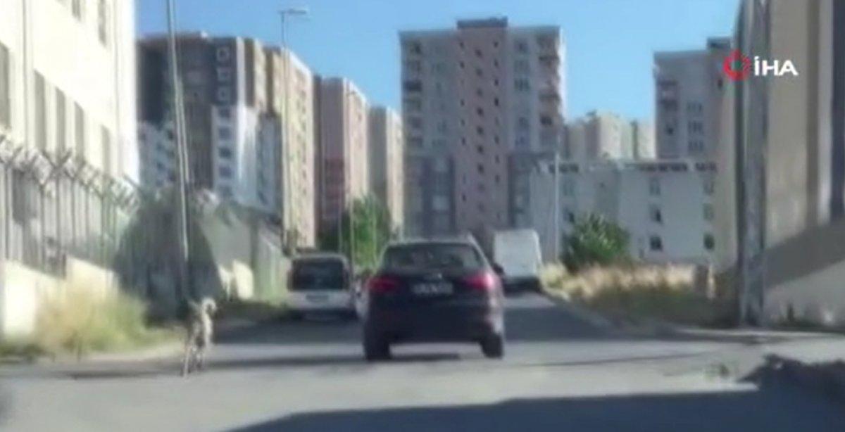 Esenyurt’ta, köpeği tasmasından tutup otomobilin arkasından koşturdu