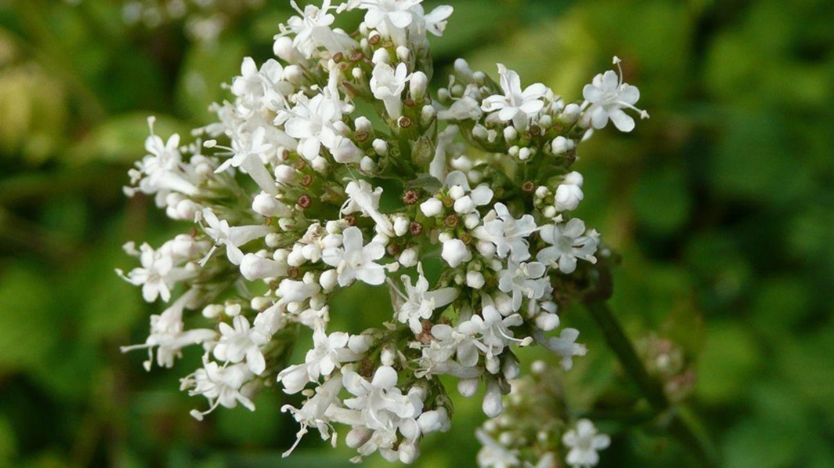 Uyku kalitesini artırmak için 4 bitkisel yağ