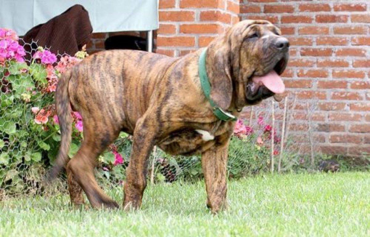 Türkiye'de beslenmesi yasak olan köpek ırkları