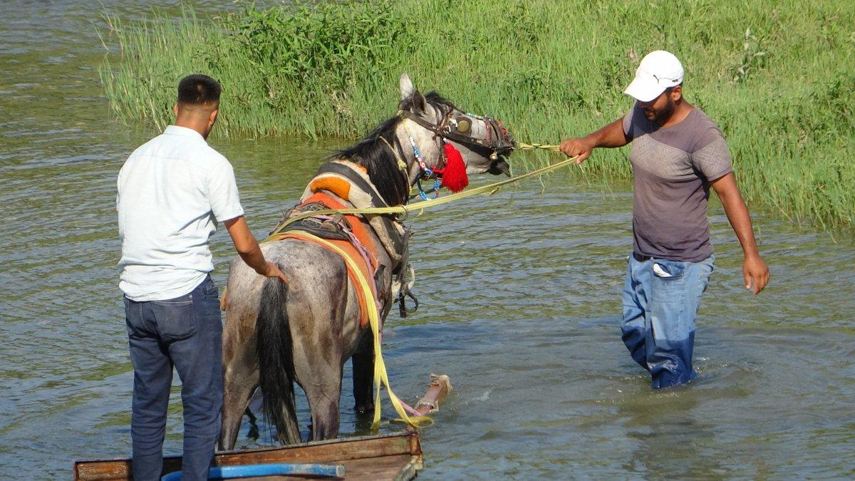 Adana’da sıcaktan bunalan at, nehir sularında serinledi