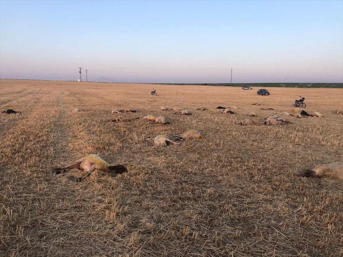 Aksaray'da 164 koyun telef oldu