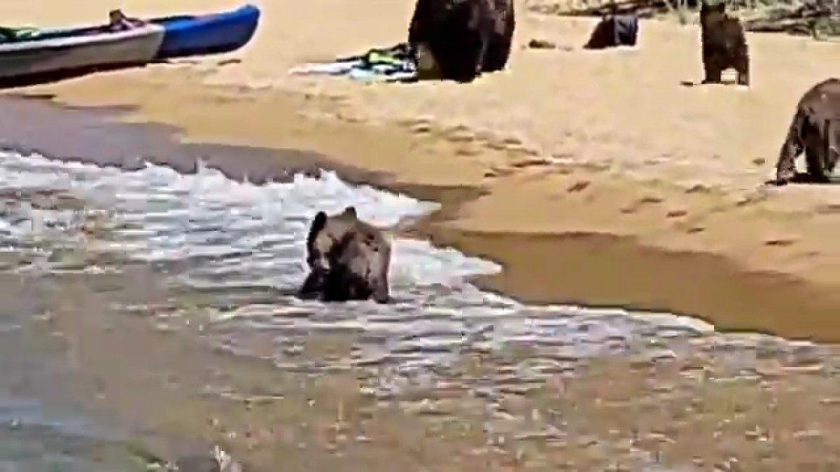 ABD'de ayılar plaja indi