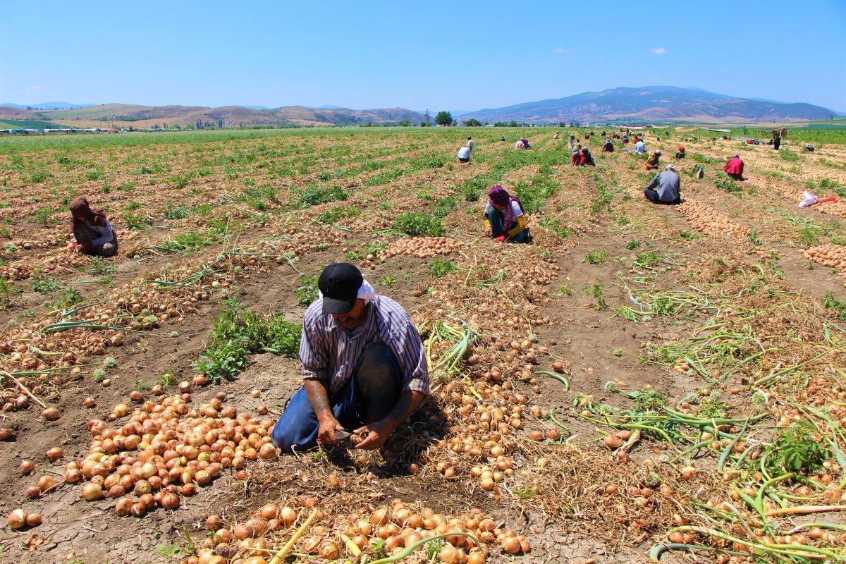 Soğan üreticisi fiyatlardan yana dertli