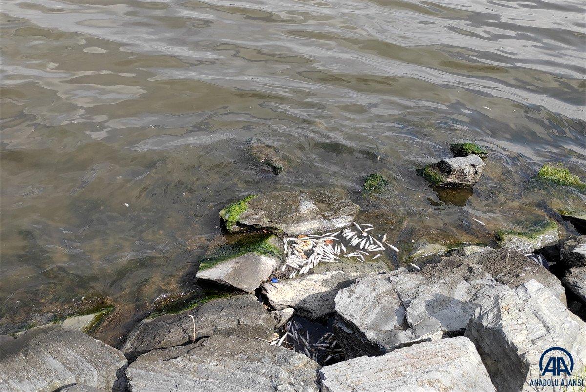 Küçükçekmece Gölü’nde yüzlerce ölü balık kıyıya vurdu