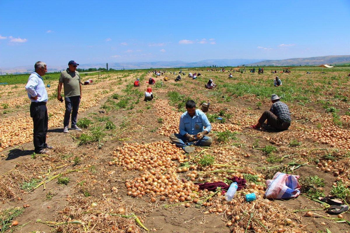 Soğan üreticisi fiyatlardan yana dertli