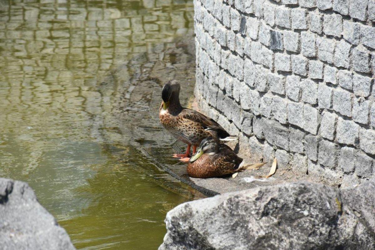 Balıkesir'de termometreler 40 dereceyi gördü