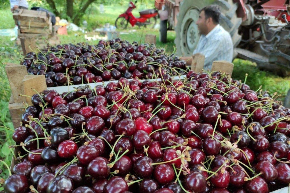 Bursa’da Meşhur Napolyon kirazı dalda kaldı