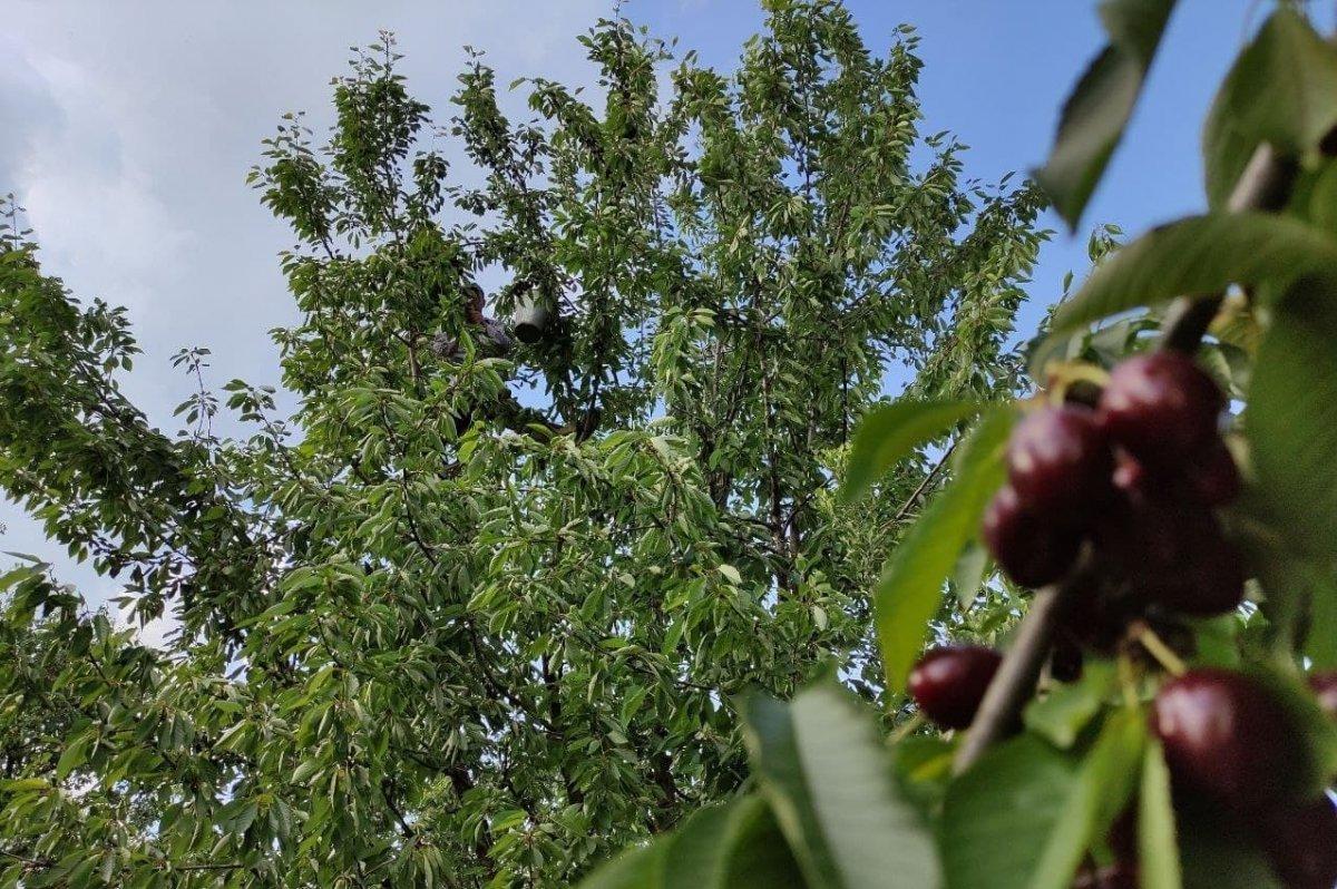 Bursa’da Meşhur Napolyon kirazı dalda kaldı