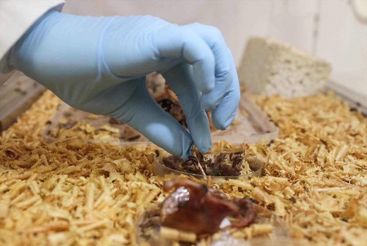 Adli Tıp morgunun kemikten doku temizleyen böcekleri