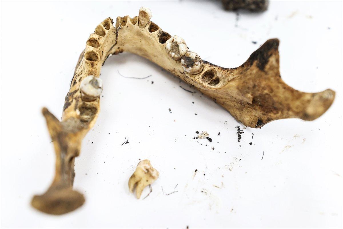 Adli Tıp morgunun kemikten doku temizleyen böcekleri