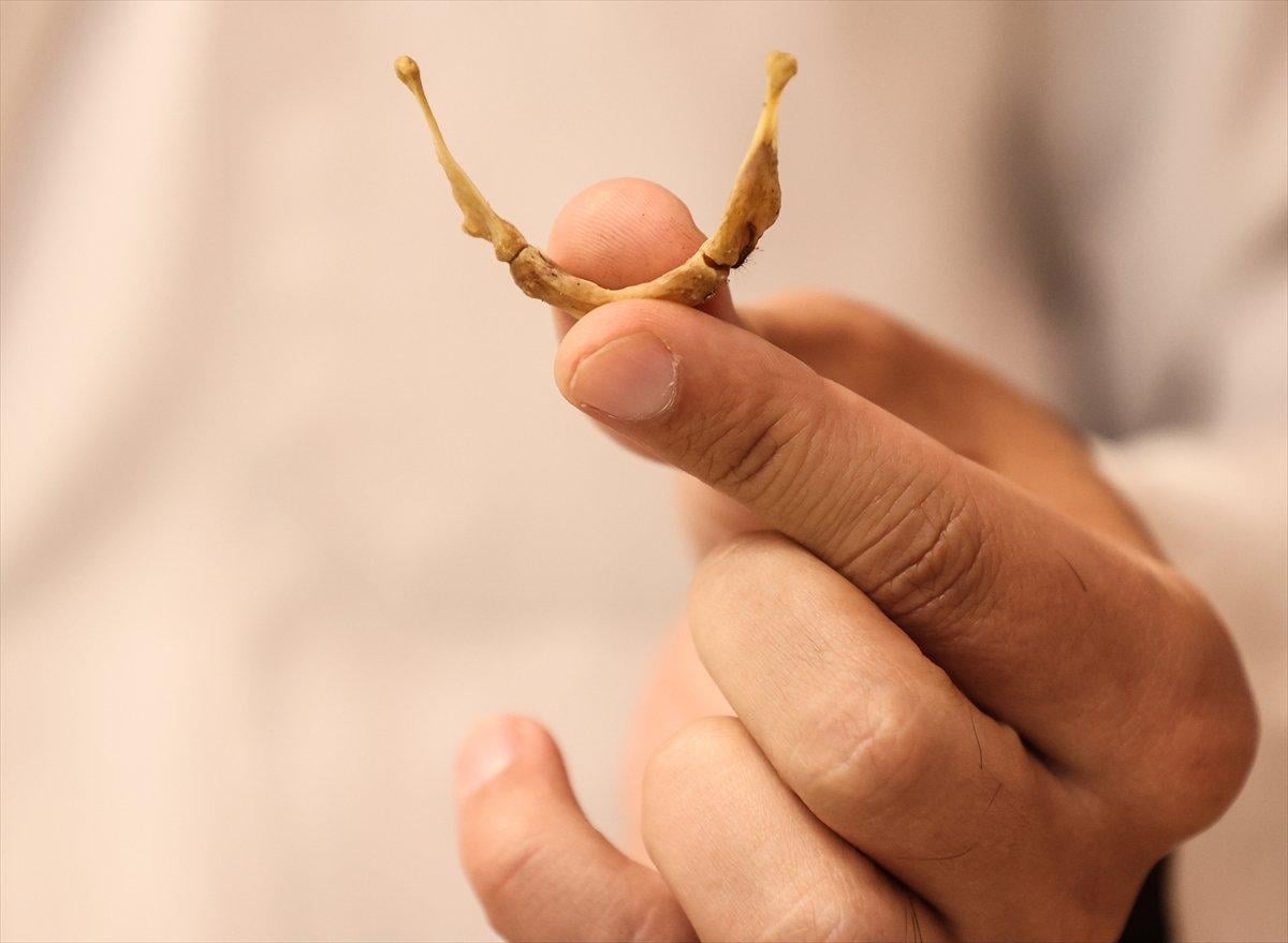 Adli Tıp morgunun kemikten doku temizleyen böcekleri