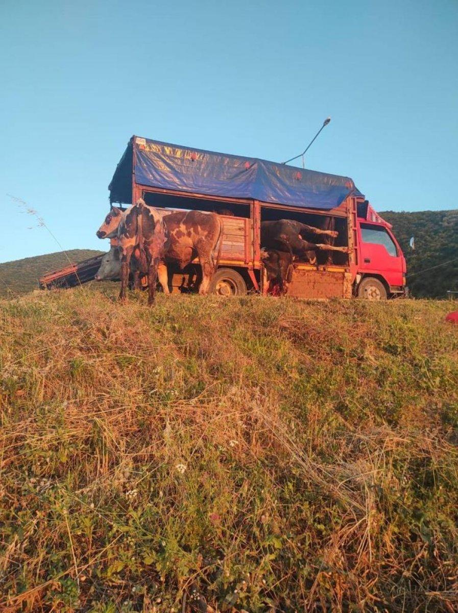 Bursa'da kamyon kasasında boğa güreşi: 1'i telef oldu