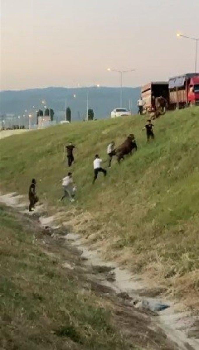 Bursa'da kamyon kasasında boğa güreşi: 1'i telef oldu