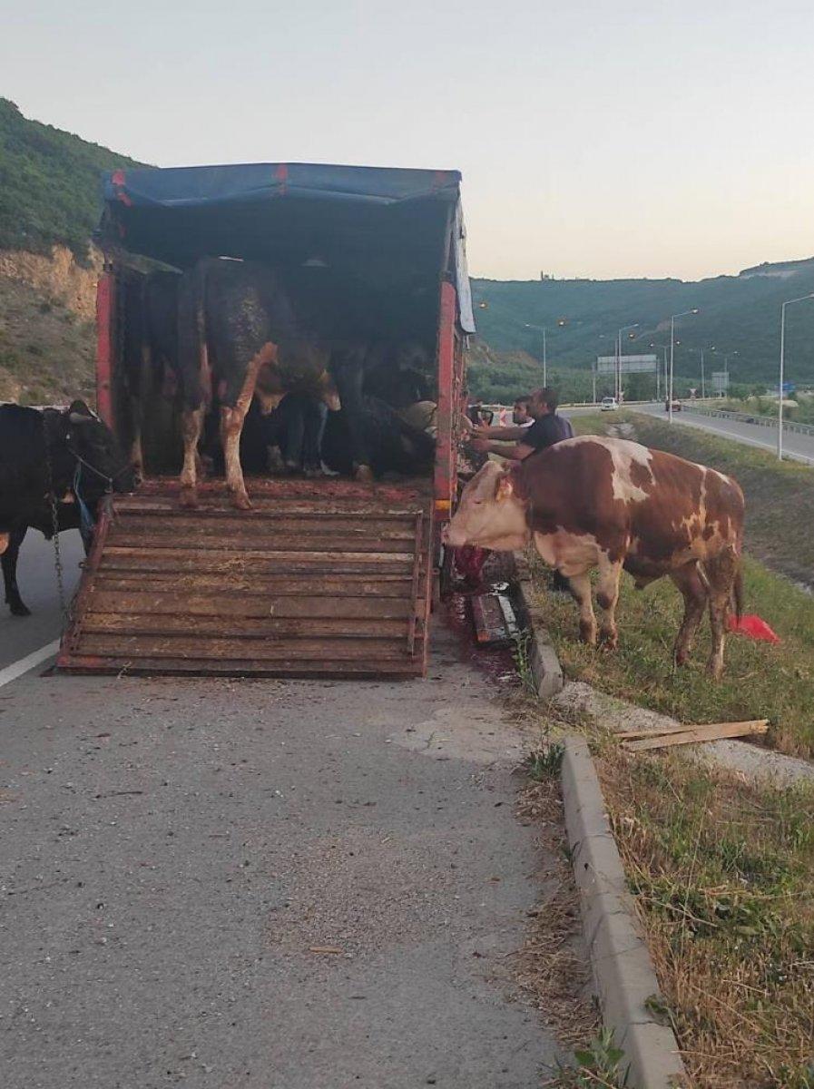 Bursa'da kamyon kasasında boğa güreşi: 1'i telef oldu