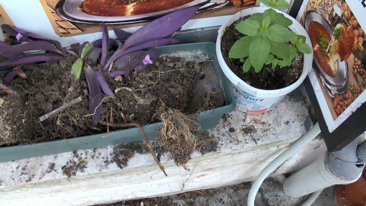 Sarıyer’de iş yerinin önündeki çiçeklerin çalınma anları kamerada