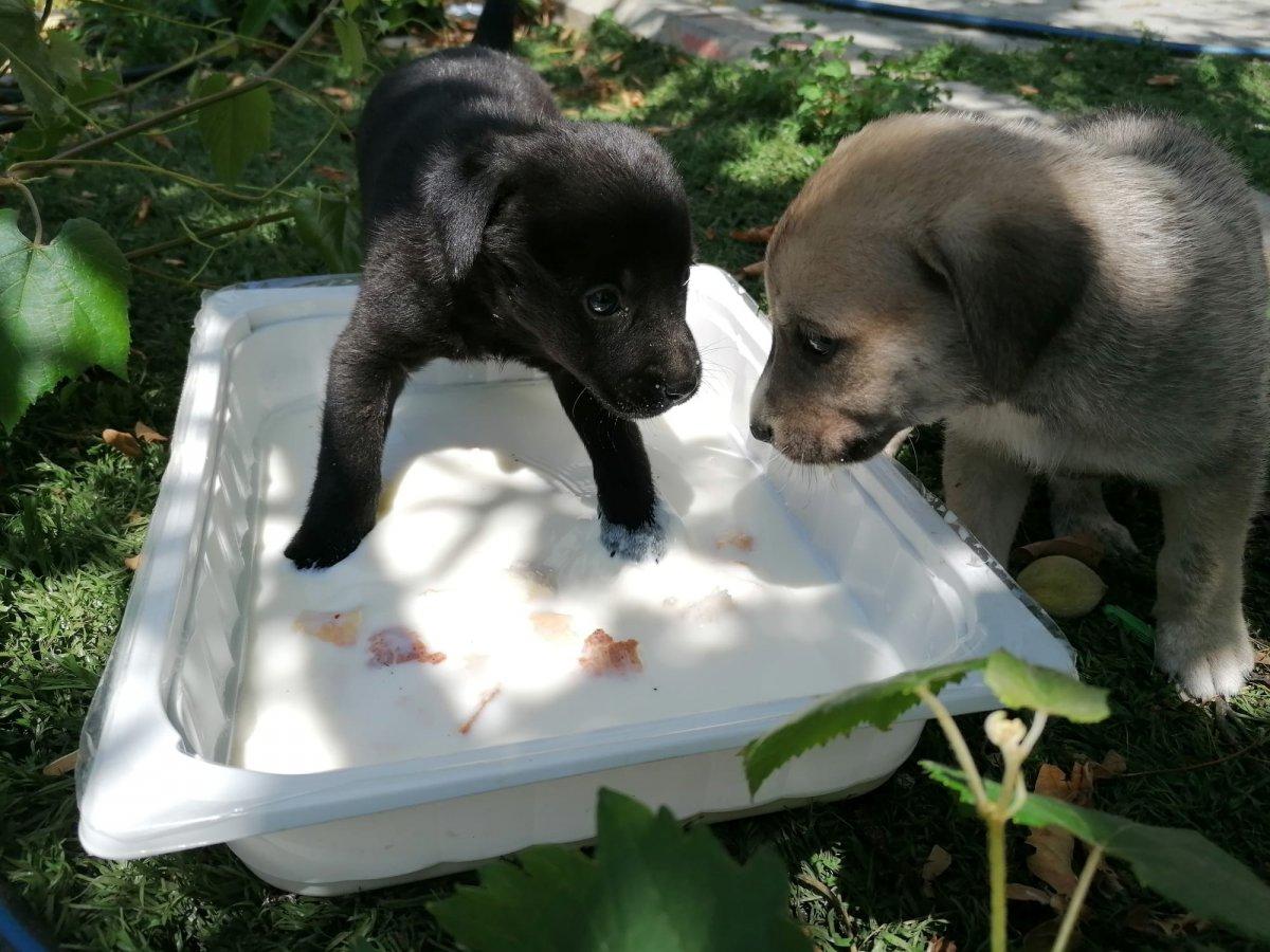 Silivri’de yavru köpekler mezarlıkların arasında sıkıştı