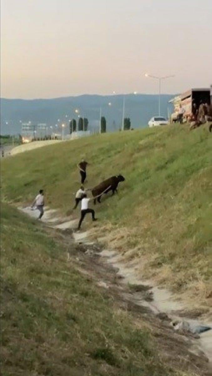 Bursa'da kamyon kasasında boğa güreşi: 1'i telef oldu