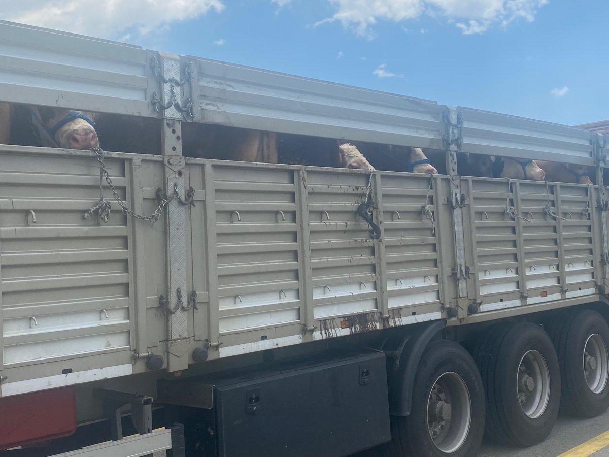 Kurbanlıklar bu gece İstanbul'a giriş yapacak