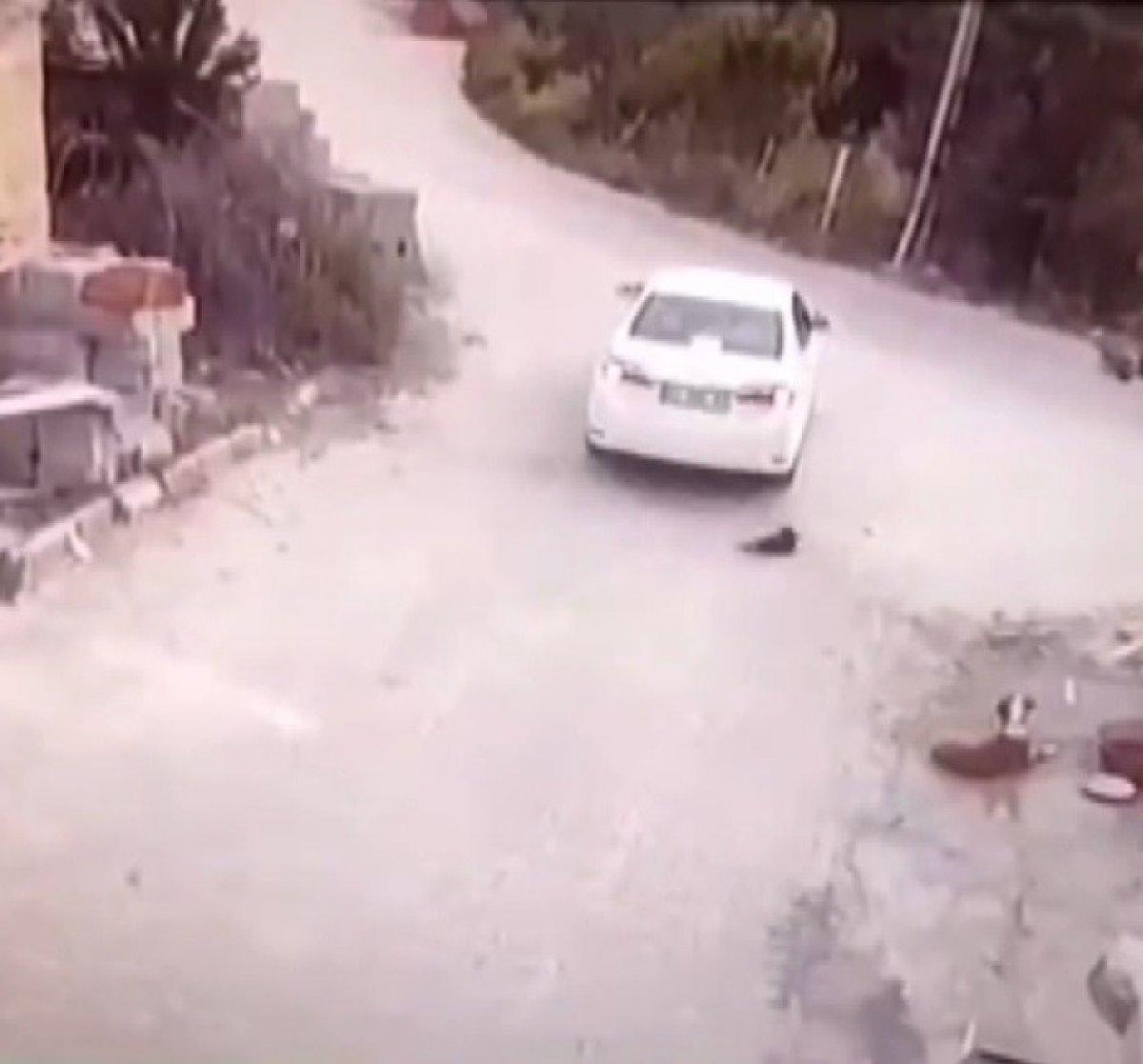 Konya'daki sürücü, gözünün önündeki köpeği ezdi