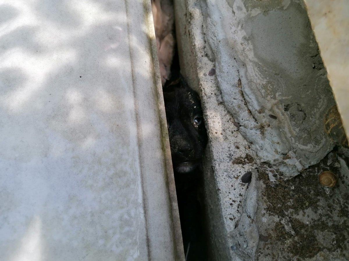 Silivri’de yavru köpekler mezarlıkların arasında sıkıştı