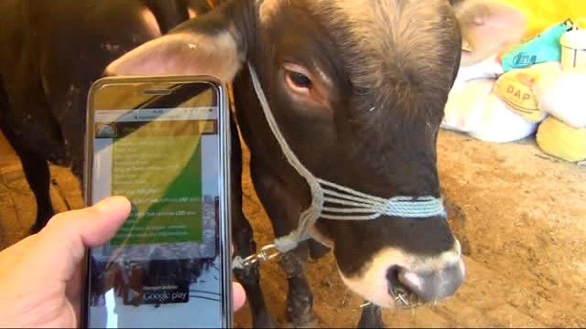 TÜRKVET küpe sorgulama ekranı 2021: Kurbanlık küpe sorgulama nasıl yapılır?