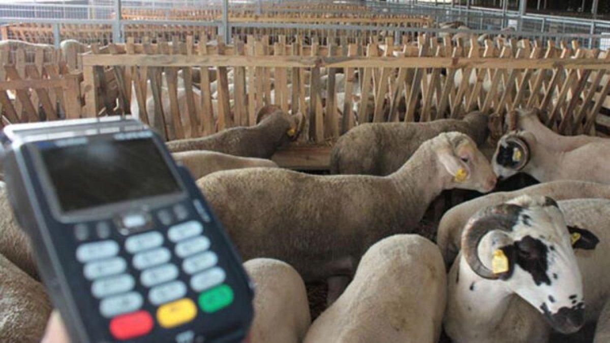 Kredi kartıyla veya taksitle kurban kesmek caiz mi? İşte Diyanet'in yanıtı...