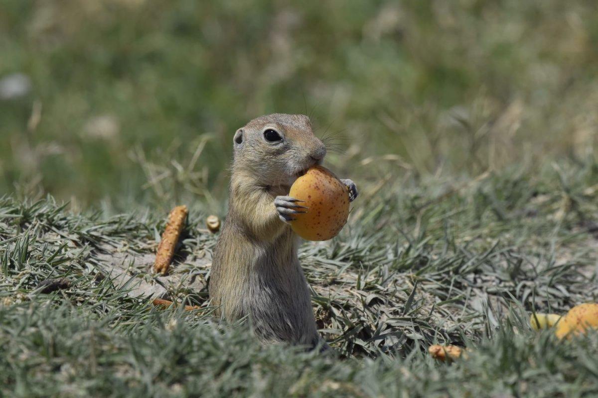 Kayısı yiyen Anadolu sincabı