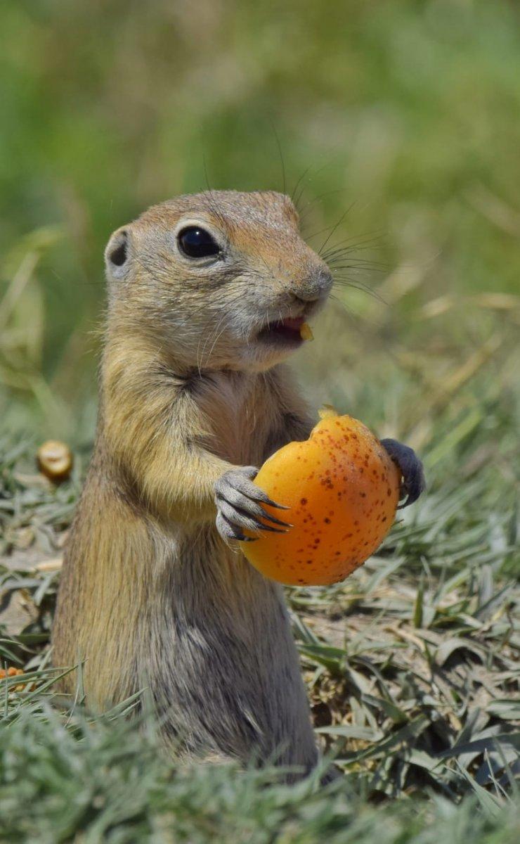 Kayısı yiyen Anadolu sincabı