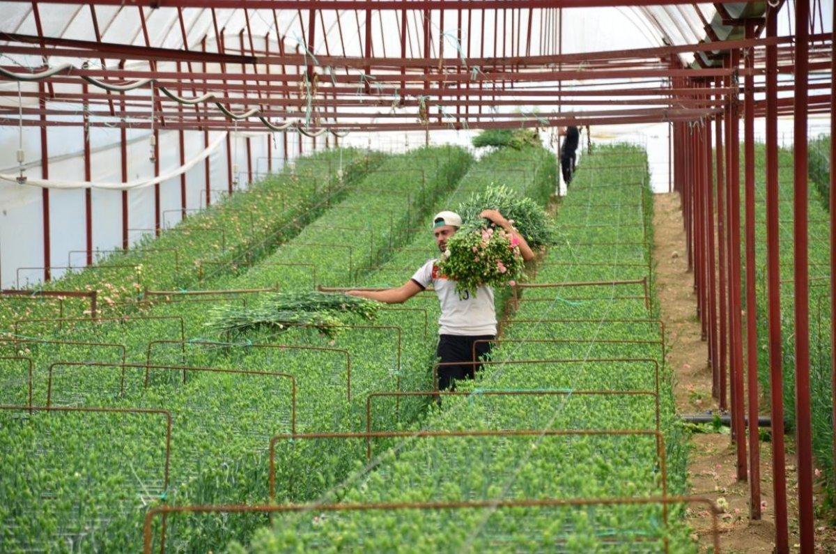 Denizli'de karanfil üretimi başladı