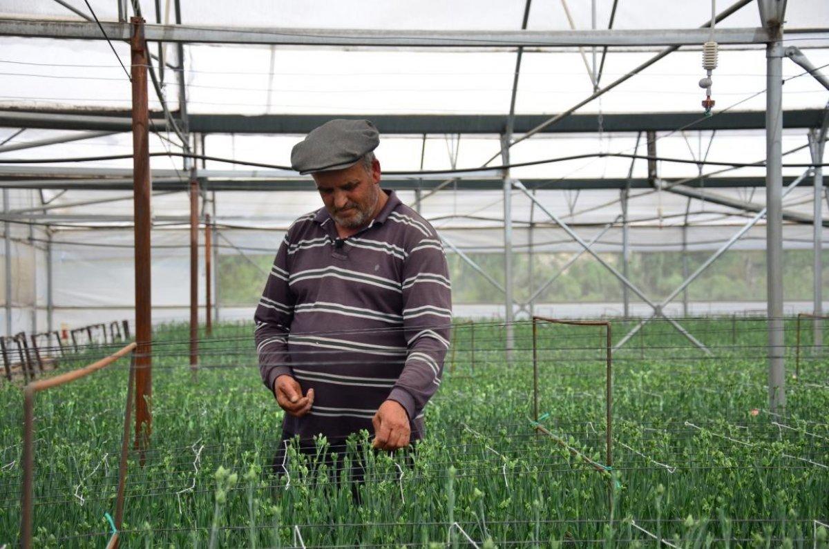 Denizli'de karanfil üretimi başladı