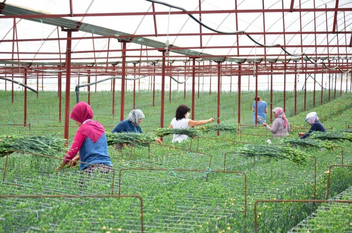 Denizli'de karanfil üretimi başladı